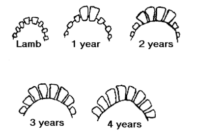 Sheep teeth diagram by year.